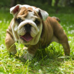 English Bulldog puppy in the grass