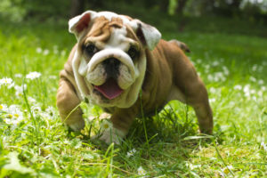 English Bulldog puppy in the grass
