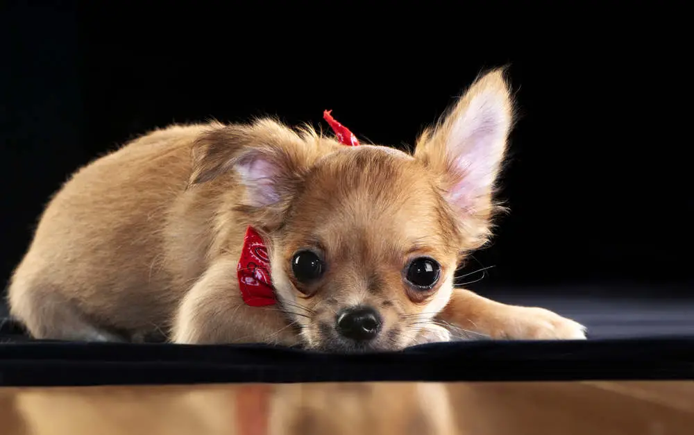 Fawn Chihuahua