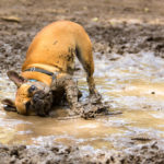French Bulldog playing in the mud