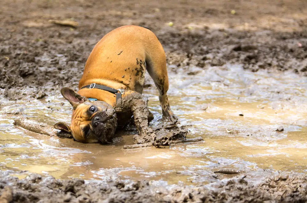 French Bulldog playing in the mud