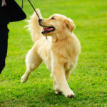 Golden Retriever prancing with owner