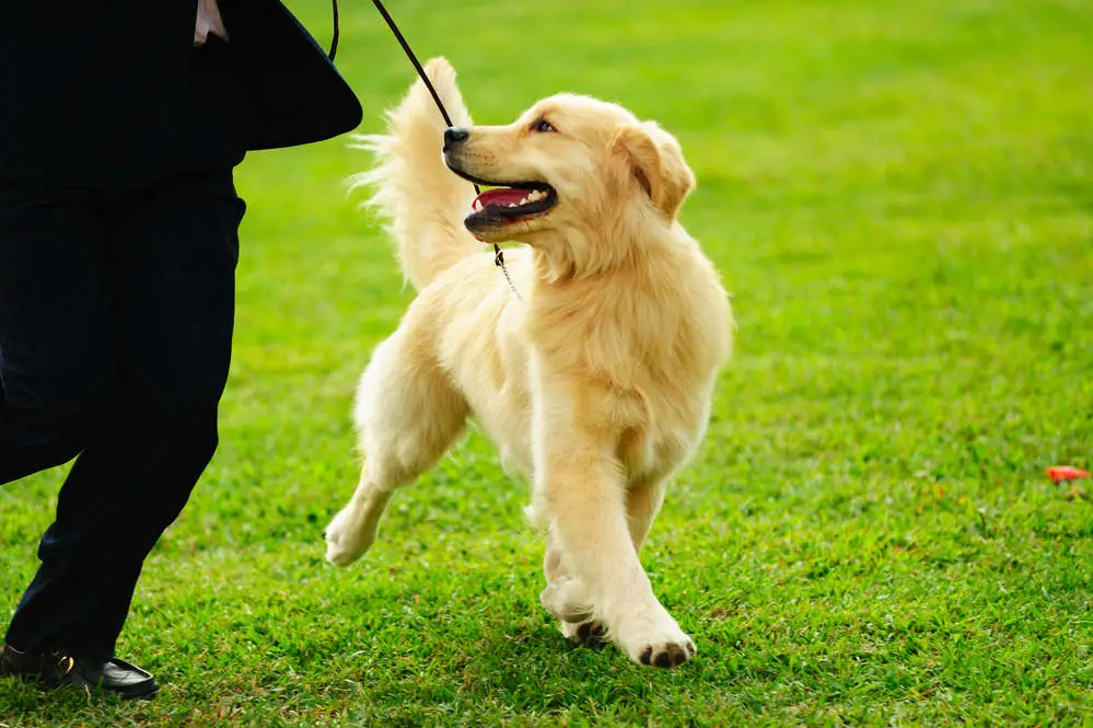 Golden Retriever prancing with owner