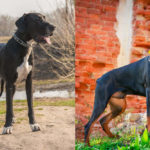 Great Dane vs Doberman: Which Breed Is Better For You?