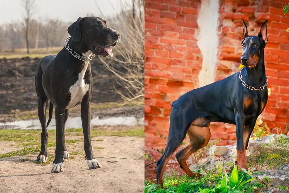 Great Dane side by side Doberman