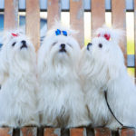 Three Maltese dogs sitting on a bench