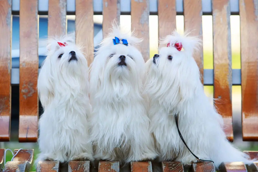 Three Maltese dogs sitting on a bench