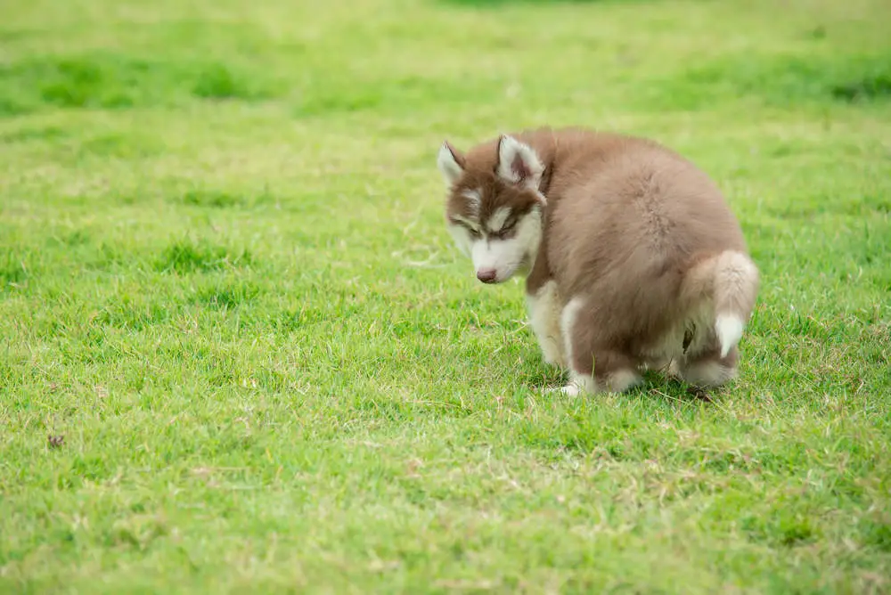 Puppy pooping in the grass