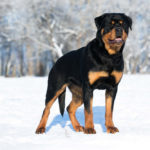 Why Does My Rottweiler Growl At Me?