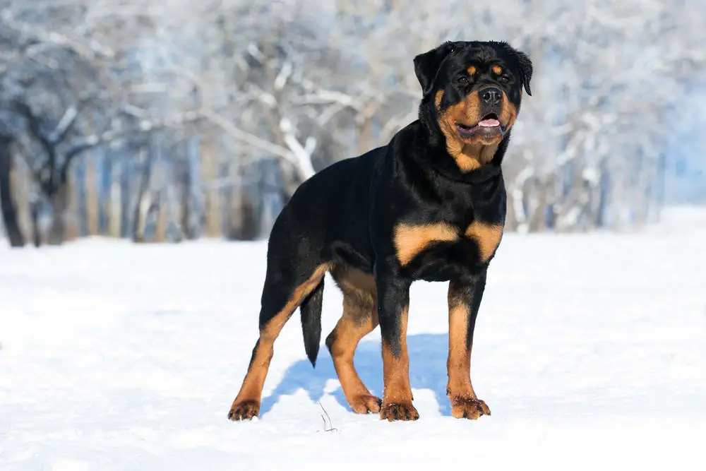 Rottweiler in the snow