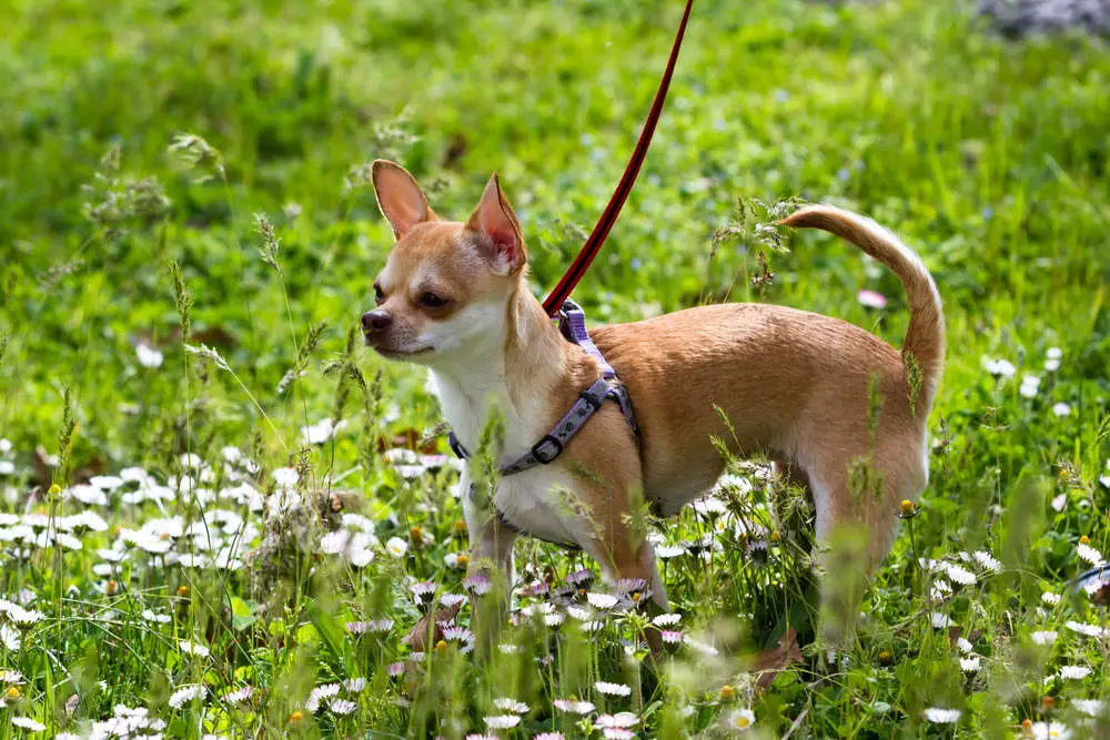 7 Different Types of Chihuahuas - Pawesome