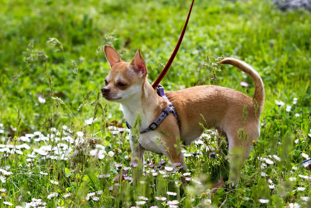 Short hair Chihuahua