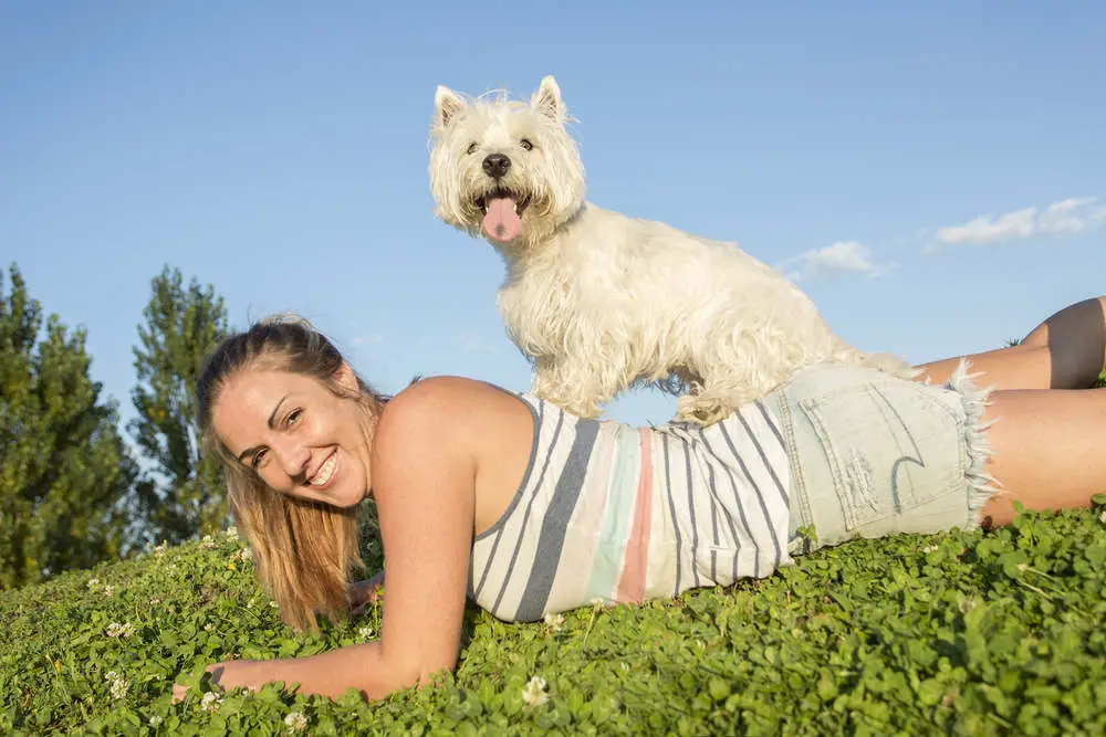 Stubborn Westie on woman's back