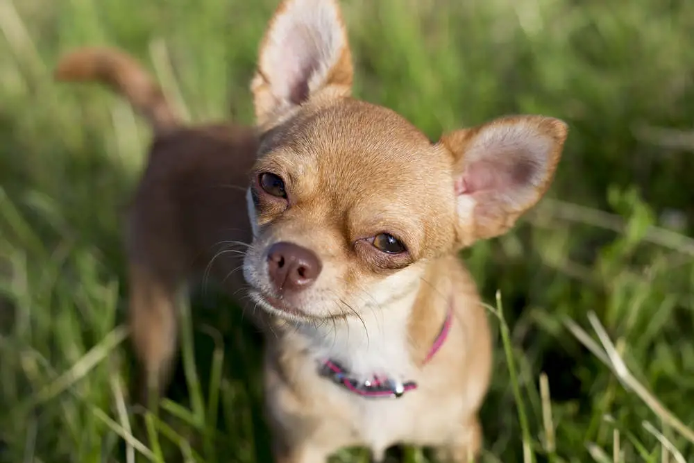 Teacup Chihuahua