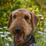 Closeup of Airedale Terrier