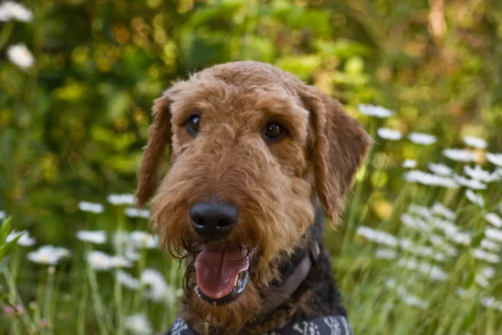 Closeup of Airedale Terrier