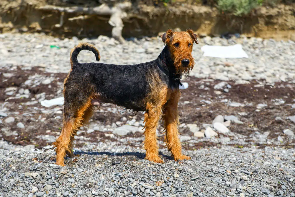 Airedale Terriers playing outdoors