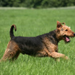 Do Airedale Terriers Bark a Lot?