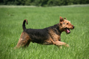 Airedale Terrier running in a field