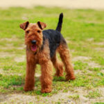 Do Airedale Terriers Shed?