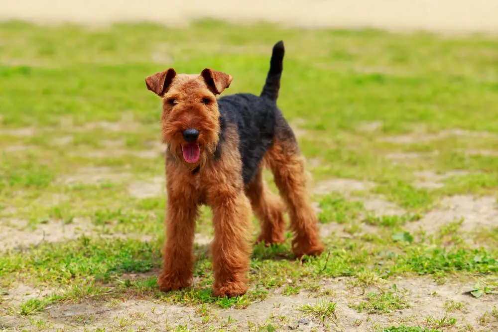 Airedale Terrier outside wanting to play
