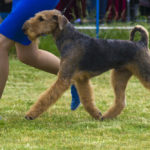 Are Airedale Terriers Easy to Train?