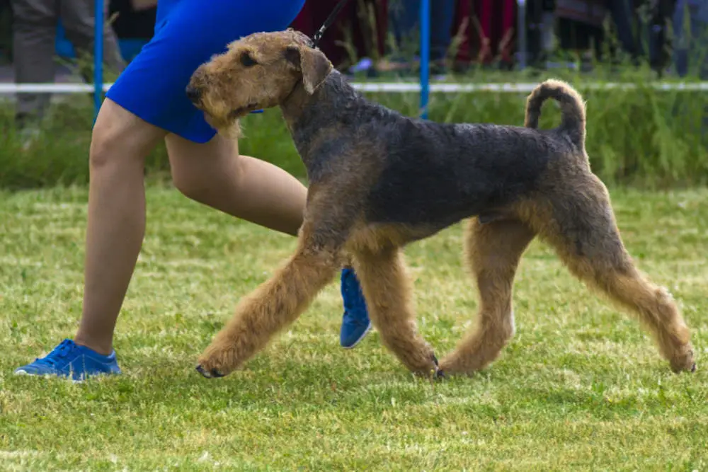 Well trained Airedale Terrier 