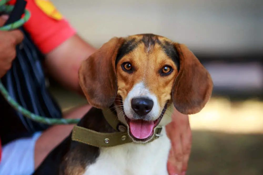 Closeup of American Foxhound with owner