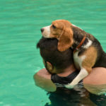 Are Beagles Good Swimmers?
