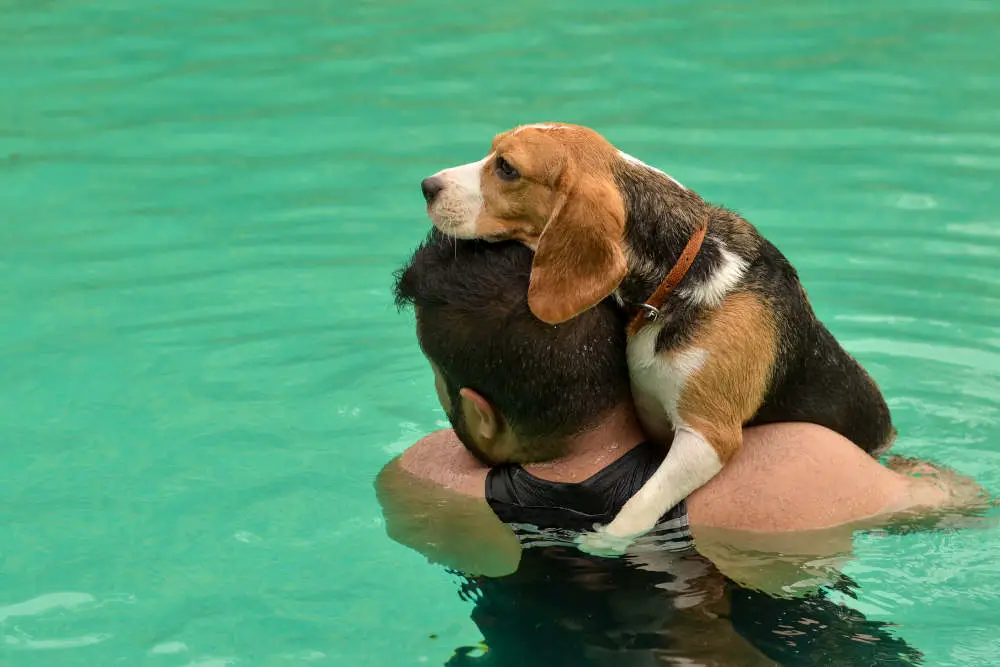 Beagle nervous about swimming in pool