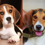 Beagle vs Foxhound: Which Breed Is Right For You?