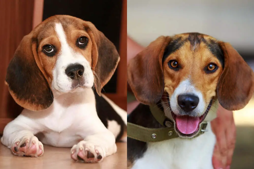 Beagle side by side American Foxhound