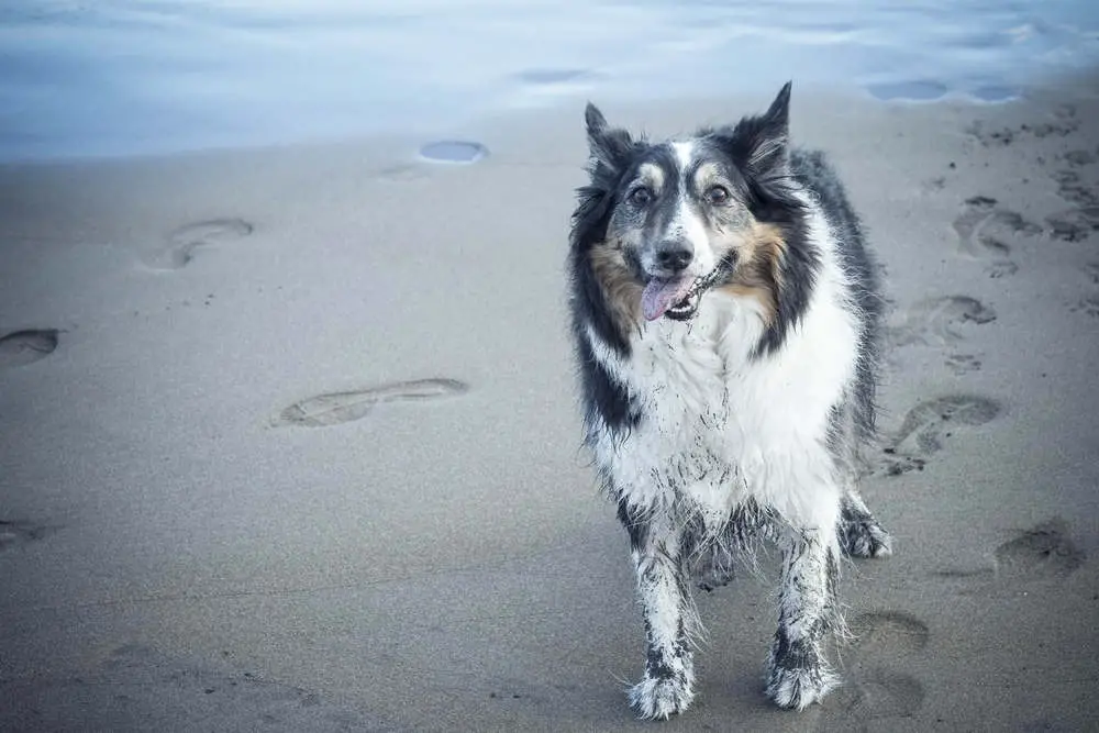 Dirty Border Collie at the beach