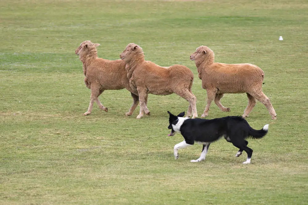 Border Collie herding sheep