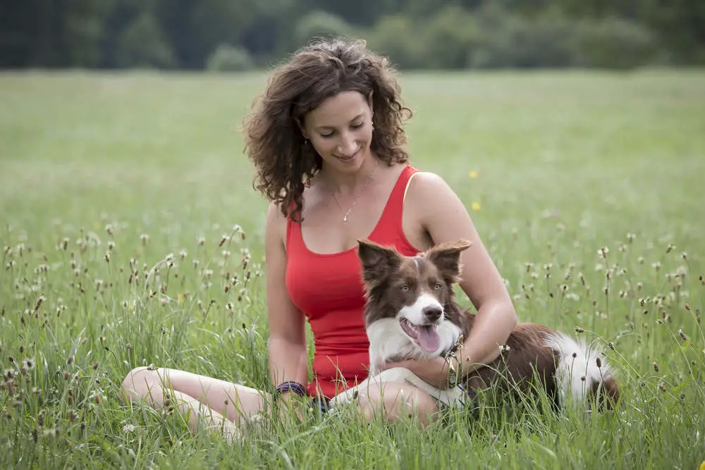 Border Collie in meadow with owner