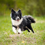 Can Border Collies Live Outside?