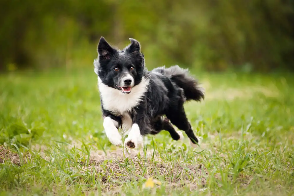 Border Collie running in a field
