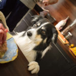 Border Collie waiting to eat food
