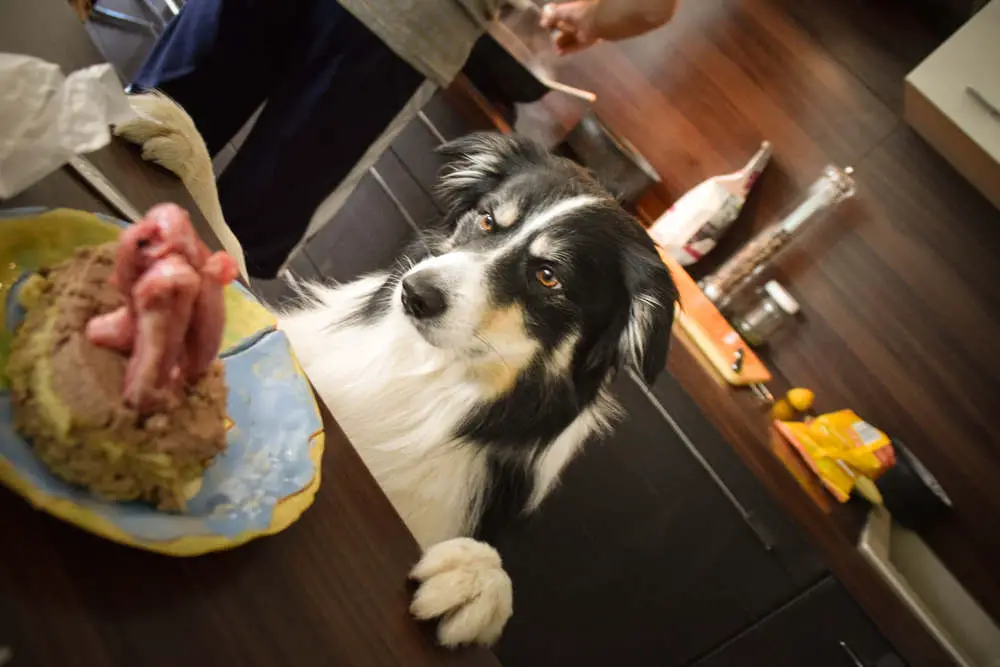 Border Collie waiting to eat food