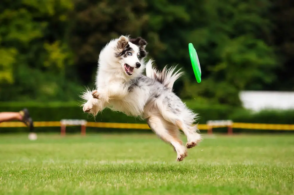 Border Collie catching a frisbee