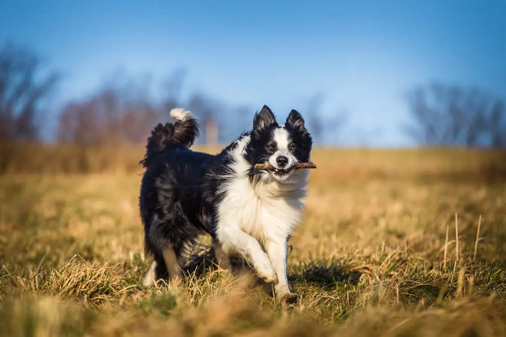 Border Collie with stick in mouth