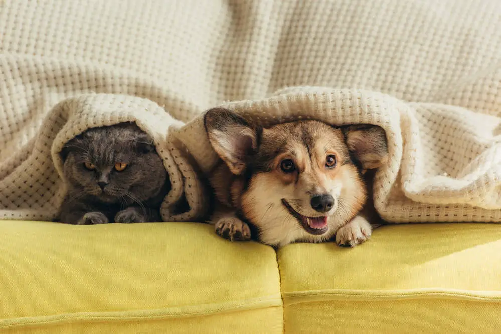 Dog and cat under blanket