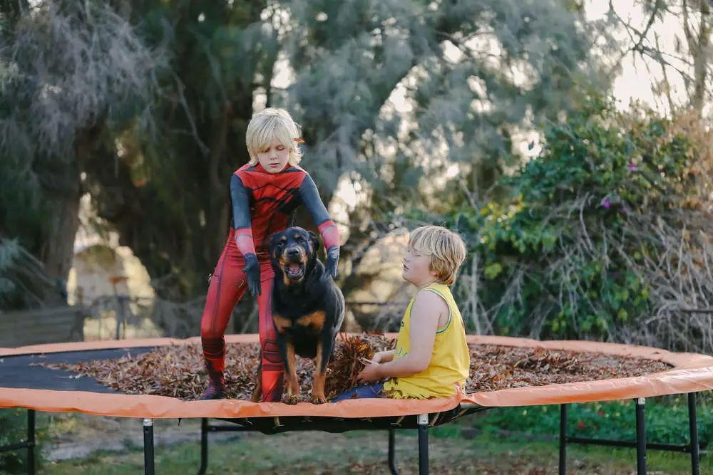 Dog jumping on trampoline