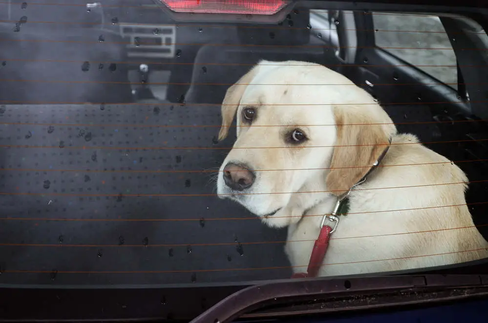 Sad dog pooped in the car