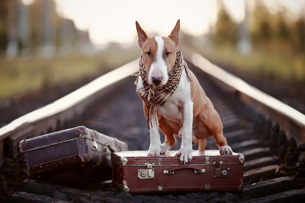 English Bull Terrier standing on suitcases