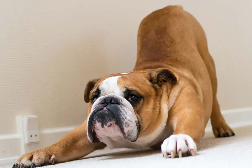 English Bulldog stretching