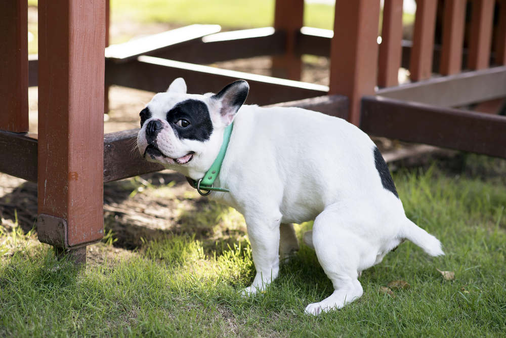 French Bulldog pooping in the grass