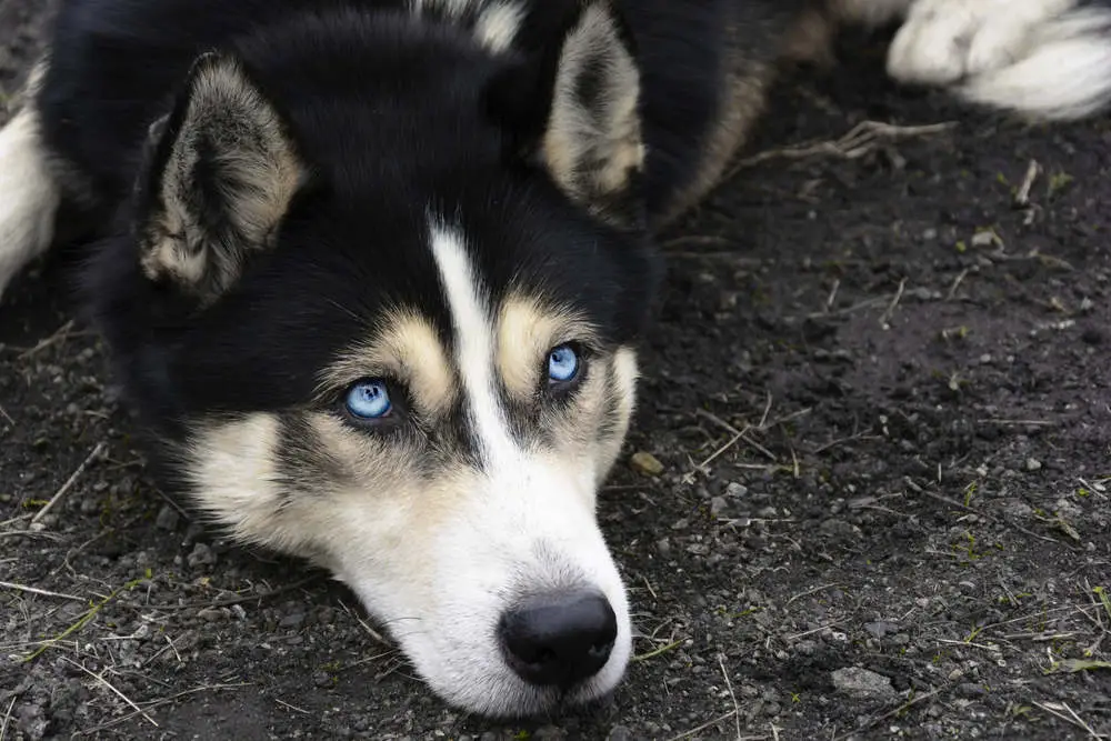 Husky with blue eyes