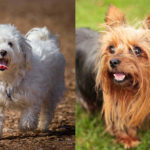 Maltese and Yorkie side by side