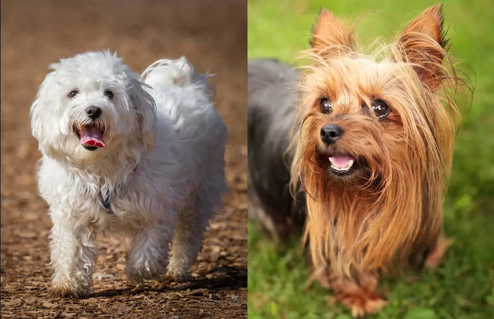 Maltese and Yorkie side by side